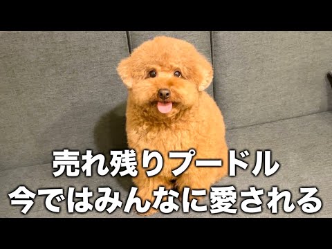 【ありがとう】売れ残りプードル今ではみんなに愛される。 サムネイル
