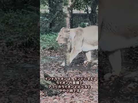 【よこはま動物園ズーラシア】ライオン🦁 shorts サムネイル