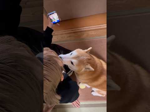 柴犬福 姉とtiktok撮影してる時の柴犬🤣Sis and Shiba🤣姉と柴 japanesedog shorts… サムネイル