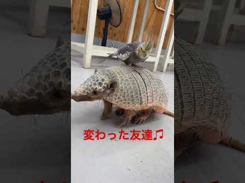 仲良しなアルマジロとオカメインコ♫#shorts #動物 #友達 サムネイル
