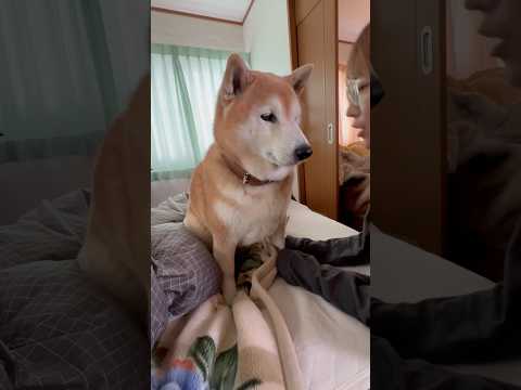 柴犬福 姉と揉めブチギレ柴犬🤣Sister and Shiba🤣姉と柴 shorts japanesedog 柴犬 s… サムネイル