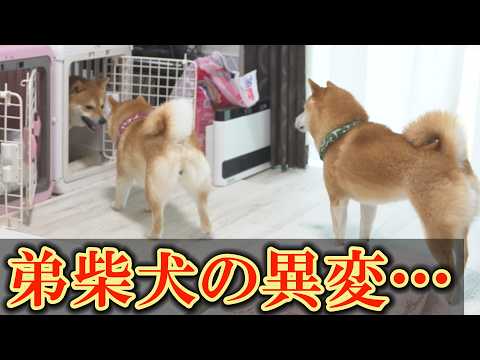 大好きだった姉から逃げ回る弟柴犬・・・原因が分かった後も不仲な関係が修復せず・・・