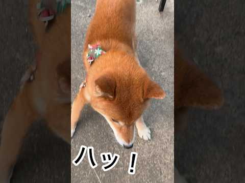 ’25.12.19 走りたい気分の力丸… #柴犬 #shibainu #柴犬のいる暮らし #柴犬の日常 #遊ぶ犬 #走… サムネイル