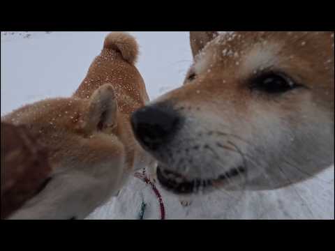たとえ吹雪で揚げパンになるとしてもいつもの場所に立ち塞がるコッペパンたち サムネイル