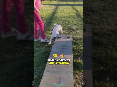 Top 4 Types of Hunting Dogs and Their Unique Skill shorts d… サムネイル