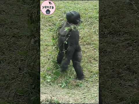 Ringo耍帥萌翻了😍 gorilla gorillatag taipeizoo 金剛猩猩 台北市立動物園 shorts サムネイル