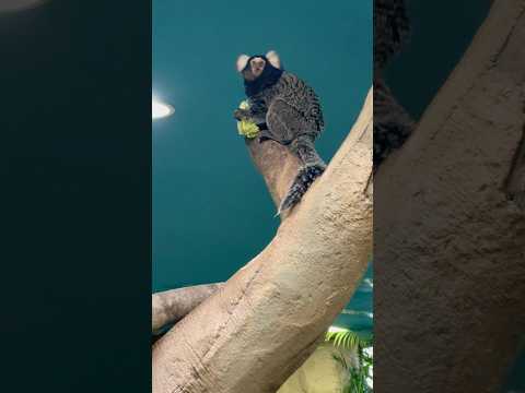 shorts そのレタス マロロちゃんのでは😅？　コモンマーモセット　那須どうぶつ王国にて　2026年1月4日 サムネイル