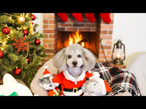 【Xmas生配信】グリィと過ごす9度目のクリスマス｜チキンを食べたりケーキを食べたりまったりしましょう。 サムネイル