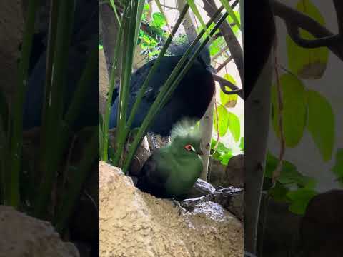 shorts リビングストンエボシドリとオウギバト　那須どうぶつ王国　IMG 1011 サムネイル