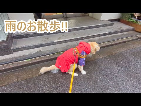雨でもお散歩。ゴールデンレトリバーティト サムネイル