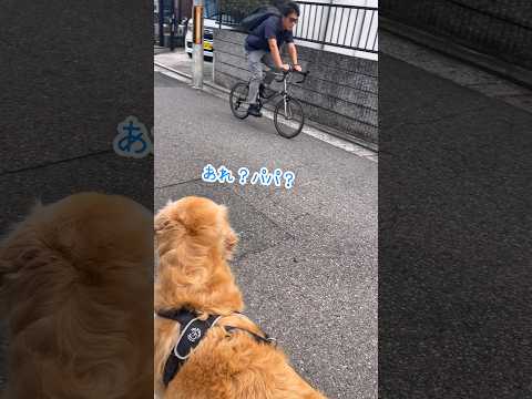 大好きなパパは 大型犬のいる生活 goldenretreiver 絶対見過ごさない犬 ゴールデンレトリバー サムネイル