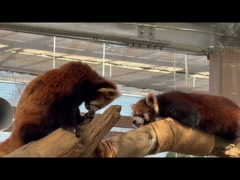 レッサー姉妹がこんなに近くに😲　レッサーパンダ　神戸どうぶつ王国にて　2025年12月29日 サムネイル