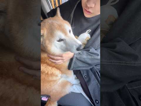 柴犬福 姉との3日ぶりの再会で姉ルギーを発症してしまう柴犬🤣Sister and Shiba🤣姉と柴 shorts f… サムネイル