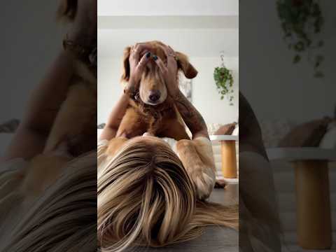 coming home to my golden retriever🥵goldenretreivers dog pup… サムネイル