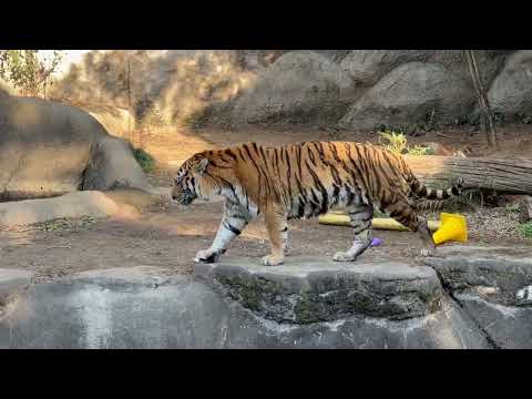 ソーンさんパトロール　アムールトラ　浜松市動物園にて　2026年2月15日 サムネイル