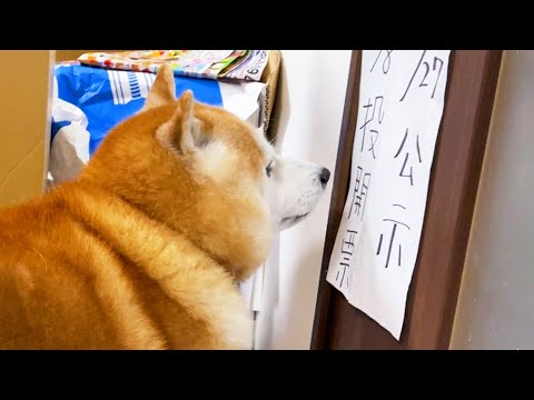 次の衆院選への立候補をまだあきらめていない柴犬 サムネイル