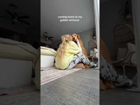 coming home to my golden retriever🥵goldenretreivers dog pup… サムネイル