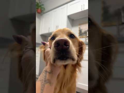 coming home to my golden retriever🥵 goldenretreiver dog ind… サムネイル