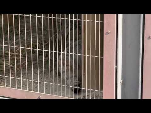 一瞬で🙏　エルくんとミーニャちゃんの息子たち　マヌルネコ　東山動植物園にて　2026年3月13日 サムネイル