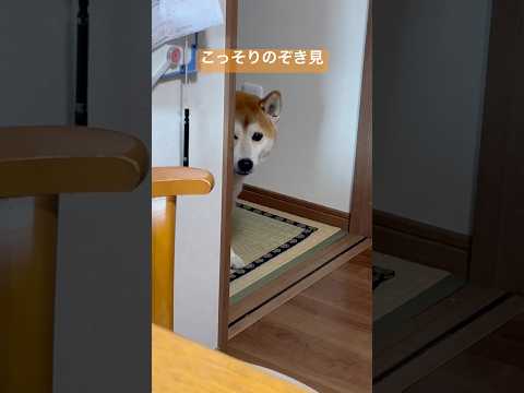 覗き見する柴犬　A Shiba Inu peeks out. しばいぬ 柴犬 shibainu サムネイル
