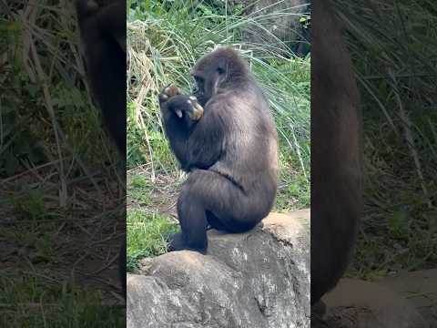 shorts おはようモモカちゃん　ニシゴリラ　千葉市動物公園にて　2026年4月19日 サムネイル