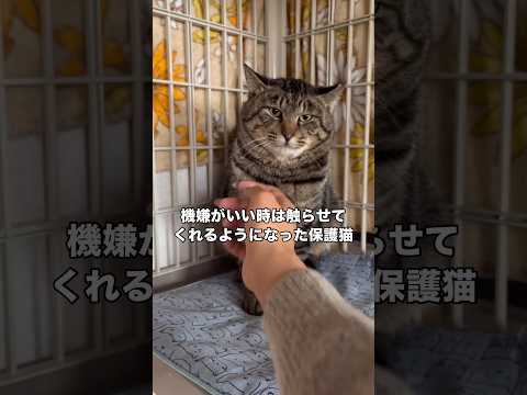 その時の気分でシャーシャーしちゃうこともあるけどようやく機嫌がいい時は触らせてくれるようになった猫 保護猫 キジトラ… サムネイル
