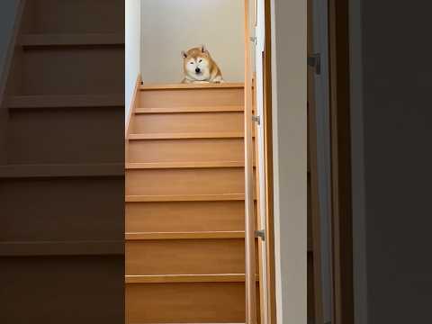 柴犬福 母に留守番頼まれた時の柴犬🤣Shiba-Face🤣shorts 柴犬 funny japanesedog sh… サムネイル
