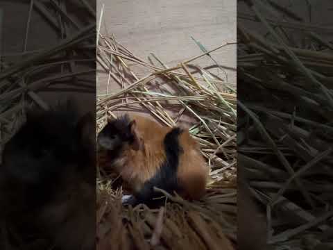 ベビーモルモット、もぐもぐがはじまりました 東武動物公園 癒し 赤ちゃん かわいい 動物 animals 動物園 zo… サムネイル