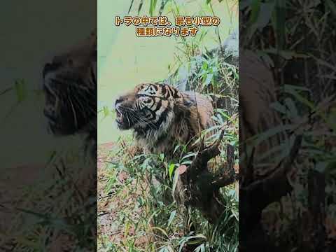 【よこはま動物園ズーラシア】スマトラトラ🐯shorts サムネイル