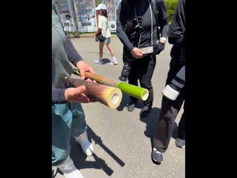 shorts ひなたくんに食べて貰っているタケノコ 大森山動物園にて 2026年6月27日 IMG 5893