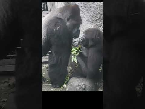 old married couple.Gorilla D'jeeco 27y6m old husband & wife… サムネイル