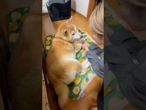柴犬福 ケンティーにはなれなそうな柴犬🤣Sis and Shiba🤣姉と柴 shorts japanesedog 柴犬… サムネイル