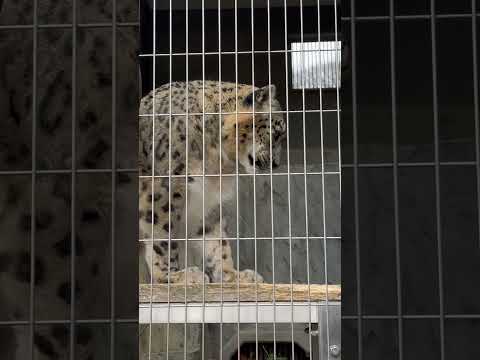 shorts ユキチくん(？) ユキヒョウ　東山動植物園にて　2026年3月13日 サムネイル