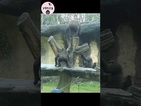 Jabali enjoy swinging gorilla gorillatag taipeizoo 金剛猩猩 台北市&hellip;
