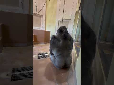 shorts  小部屋でお掃除待ちのシャバーニファミリー　ニシゴリラ　東山動植物園にて　2026年3月14日 サムネイル