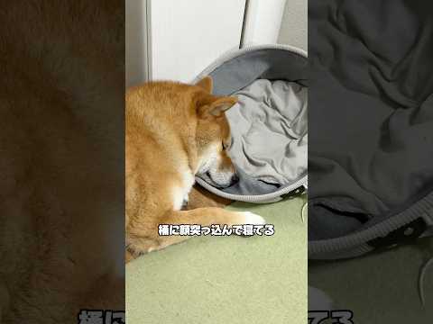 かまちょ過ぎる柴犬　柴犬 shorts サムネイル