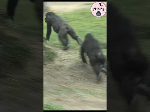Ringo chasing Jabali😆 gorilla gorillatag taipeizoo 金剛猩猩 台北市… サムネイル