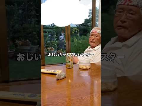 でも結局ハムスターのことは可愛がってくれてるおじいちゃん ハムスター ハムスターのいる生活 shorts サムネイル