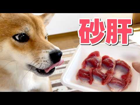 【柴犬小夏】待ちきれない！砂肝の食感を楽しむ柴犬　ASMR　 ハーバーランド散歩 サムネイル