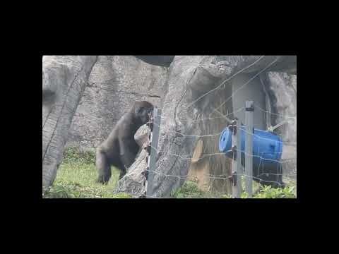 gorilla Iriki aunt 15y2m old & nephew Jabali 5y4m old.short… サムネイル