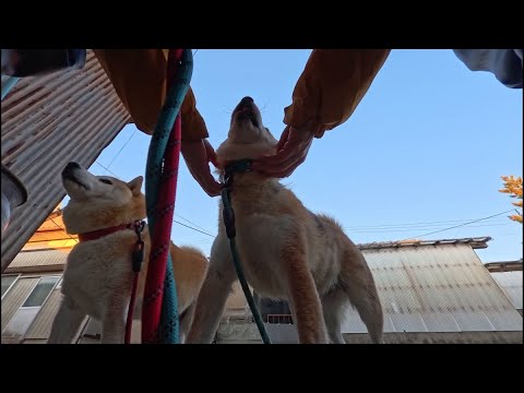 首輪を外す時は従順なモモ家の皆さん！ サムネイル