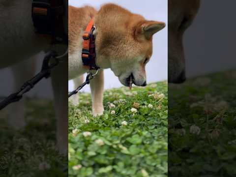 柴犬とん君の本日のサラダ「シロツメ草と幸せのクローバー」　柴犬　柴犬とん サムネイル
