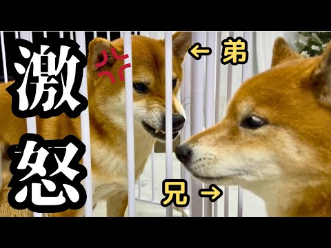 【大喧嘩】普段兄ちゃんに怒らない弟柴が、ついに兄にブチギレました サムネイル