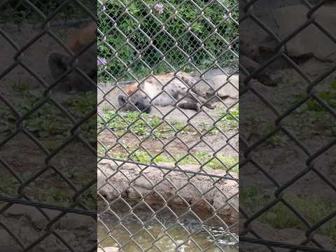 shorts 寝てしまった❣️エサンドワちゃん　ブチハイエナ　千葉市動物公園　2026年4月20日