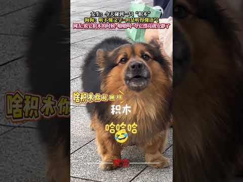 女生:今天碰到一隻「積木」 狗狗:聽不懂文字~但是聽得懂語氣 狗狗 意外 有趣 搞笑 dog amazing funn…
