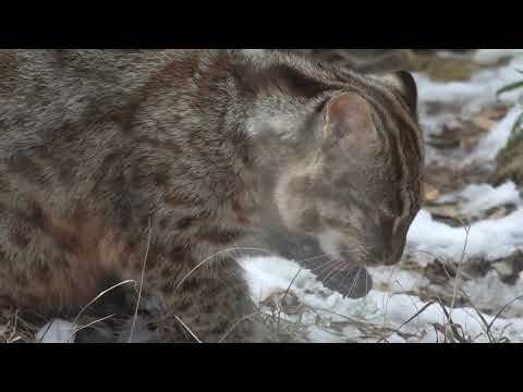 アカツキくん　ツシマヤマネコ　那須どうぶつ王国　00094 サムネイル