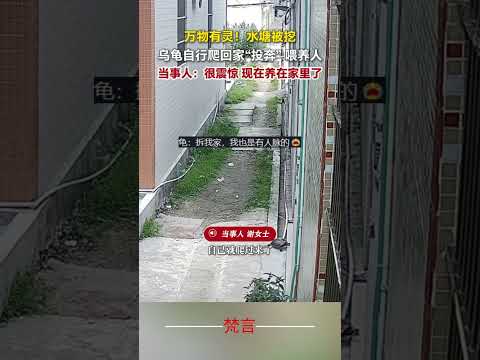 萬物有靈！水塘被挖 烏龜自行爬回家「投奔」 餵食人 靈性 意外 有趣 烏龜 神奇 amazing spirituali… サムネイル