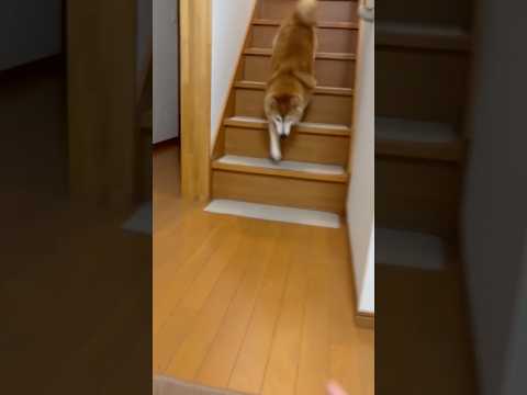 柴犬福 姉と柴犬の数日振りの再会🤣Sis and Shiba🤣姉と柴 shorts 柴犬 shibainu funny…
