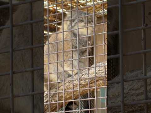 shorts マヌルネコのイーリスくん　王子動物園　2025年12月27日 サムネイル