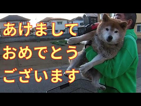 【1074】初乗りする柴犬さん サムネイル